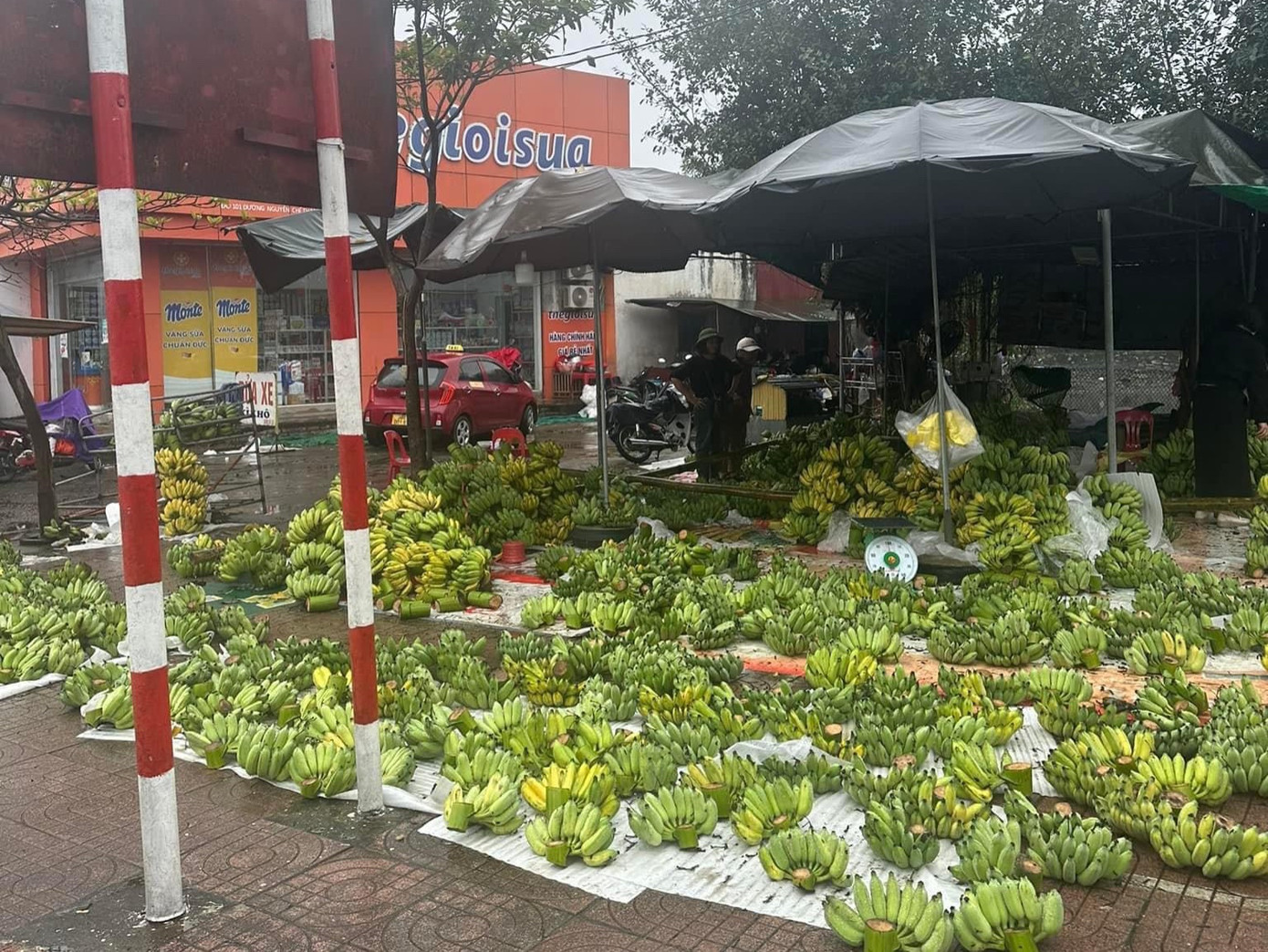 Không chỉ đào, quất, mai mà chuối được thương lái buôn về vẫn còn tràn ngập thị trường. Thay vì giá cao ngất ngưởng như mọi năm, thời điểm này giá chuối chỉ còn 40-80 nghìn đồng/nải. Dọc tuyến đường ở thành phố Hà Tĩnh, nhiều vị trí bán chuối nhưng vẫn ế ẩm.