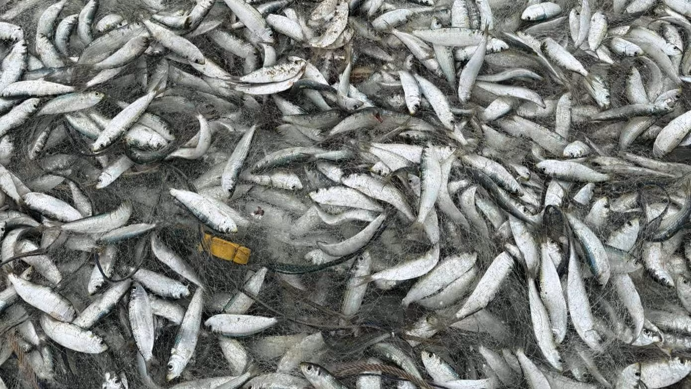 Cá trích dày đặc, mắc lưới ngư dân. Cá trích dày đặc, mắc lưới ngư dân.