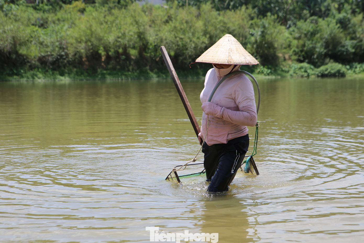 Những ngày này, người dân ven sông Ngàn Phố đã bắt đầu bước vào mùa cào hến. Công việc nặng nhọc này giúp nhiều người dân có thêm thu nhập trong mùa hè.