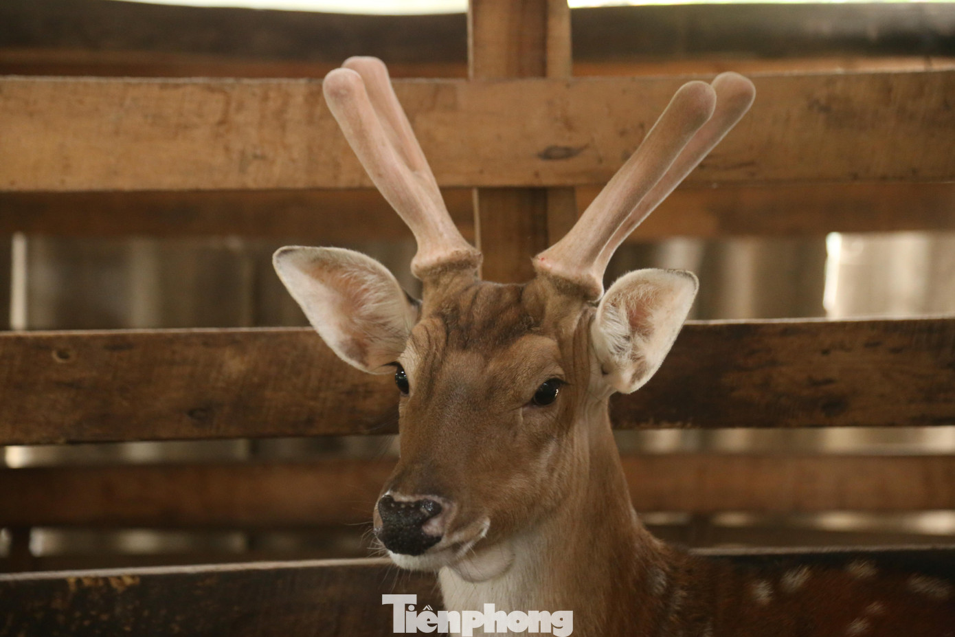 Hiện nay, giá mỗi con hươu giống từ 15 đến 17 triệu đồng/con, nuôi sau một năm là có thể thu hoạch lộc nhung.