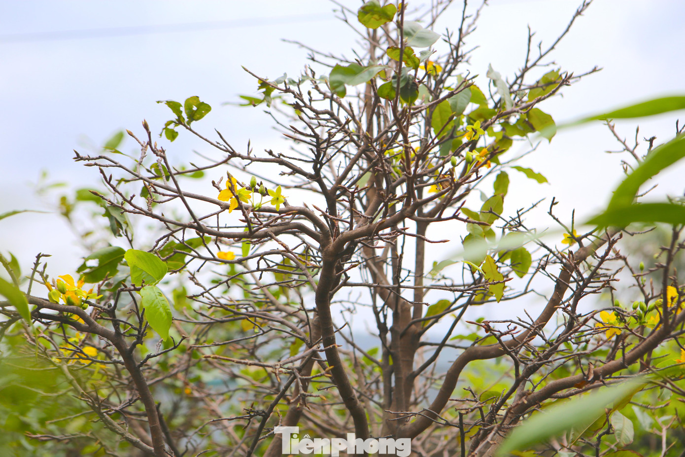 Lá tự rụng và những bông hoa bắt đầu chớm nở.