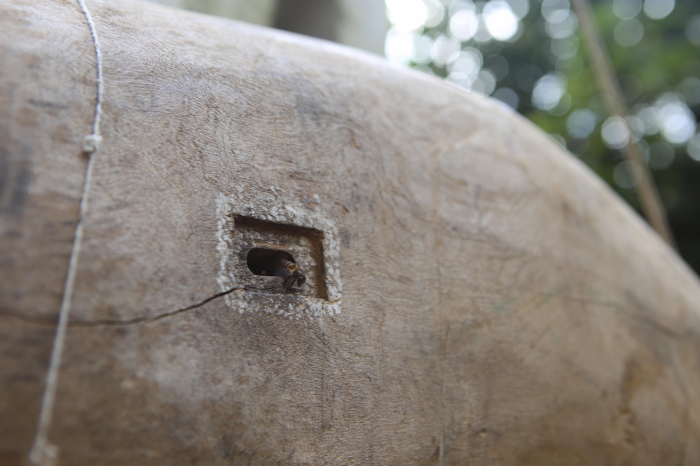 Việc bắt ong chủ yếu phải bắt được ong đầu đàn, hay gọi là ong sứ. Để bắt được ong sứ, các thợ săn phải căng tai, dõi mắt để tìm và nghe tiếng bay của ong.