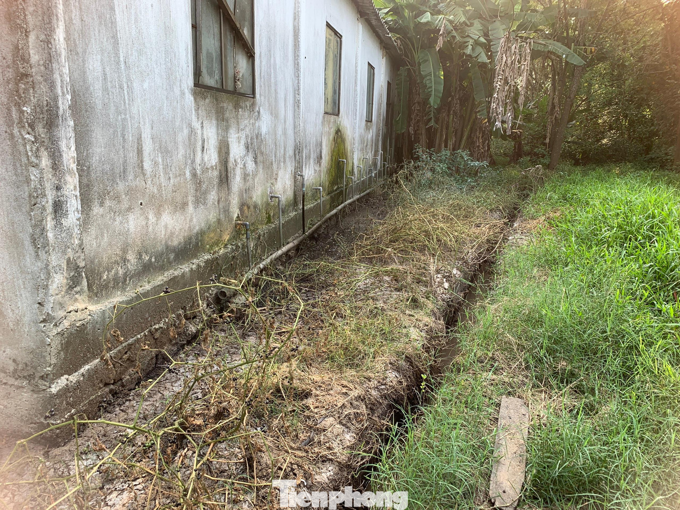 PV ghi nhận sau 1 ngày đoàn kiểm tra, phân tràn từ chuồng trại ra ngoài môi trường nhưng báo cáo huyện khẳng định đã được thu dọn...nên không lấy mẫu.