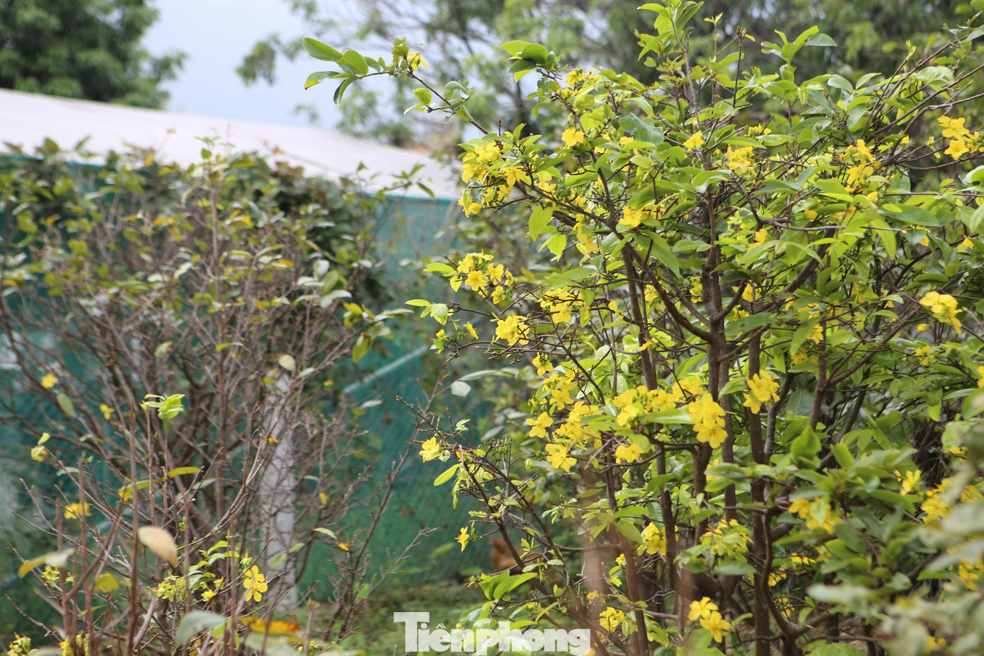 Còn hơn 2 tháng nữa mới đến dịp Tết Nguyên Đán, một số vườn có hiện tượng hoa nở sớm khiến người trồng mai thấp thỏm lo mất Tết.