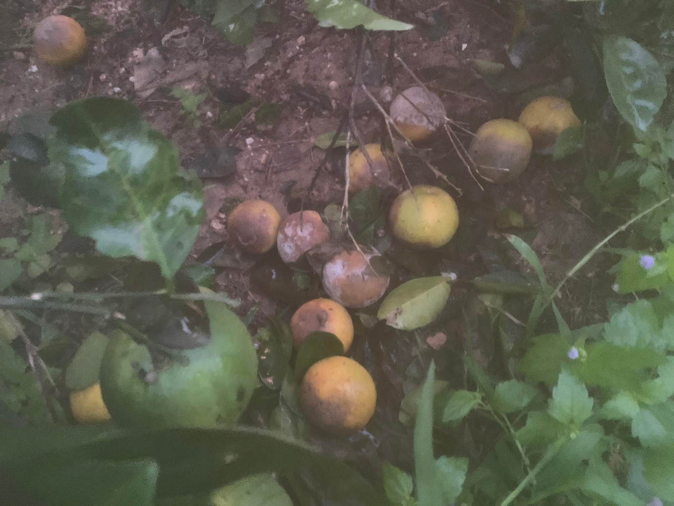 Cam Khe Mây rụng hàng loạt.