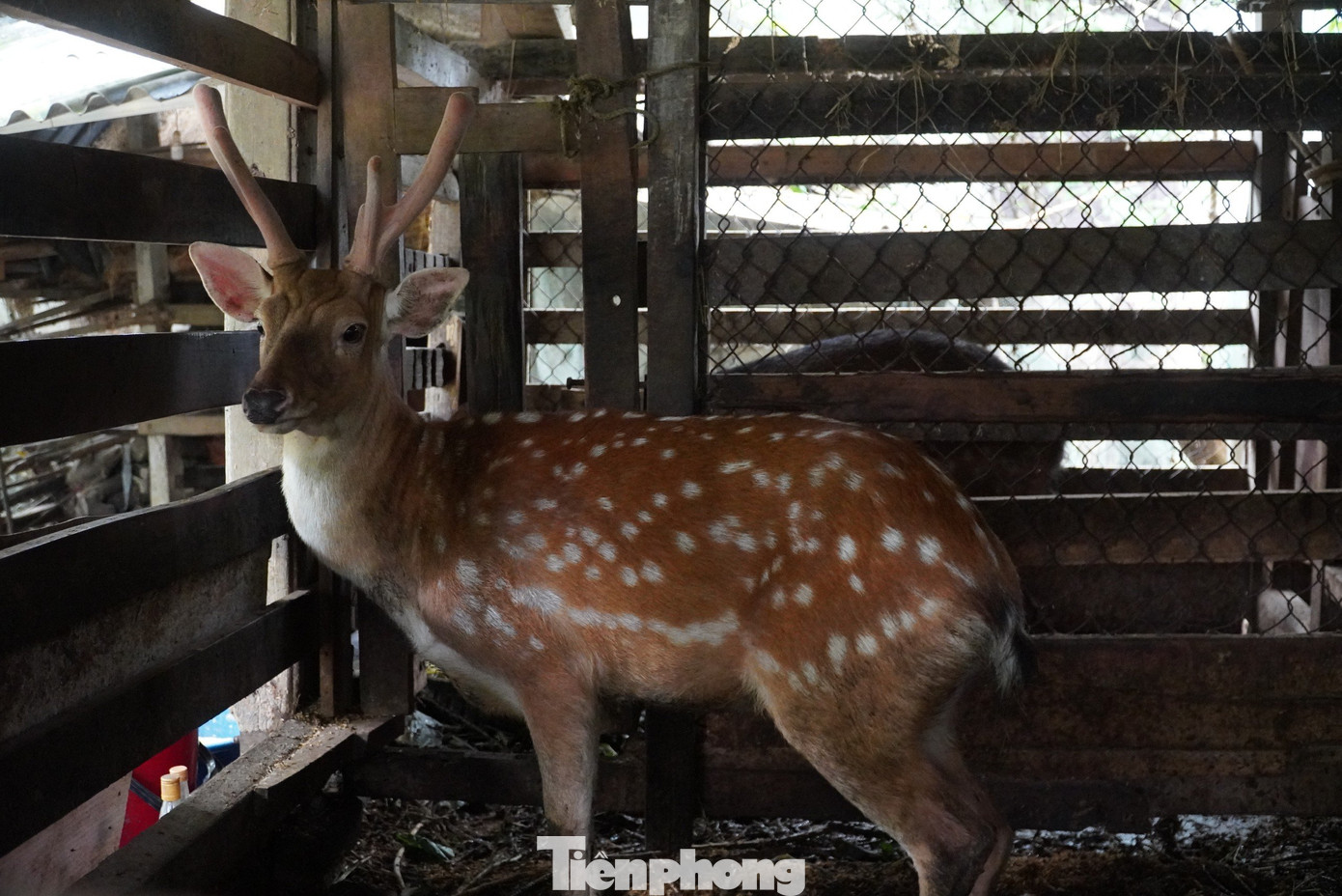 Mỗi mùa, người dân ở “thủ phủ” nuôi hươu sao lớn nhất của tỉnh Hà Tĩnh thu về cả trăm tỉ đồng. Hàng chục năm qua, nghề nuôi hươu sao đã giúp bà con nơi đây thoát nghèo, vươn lên làm giàu bền vững.