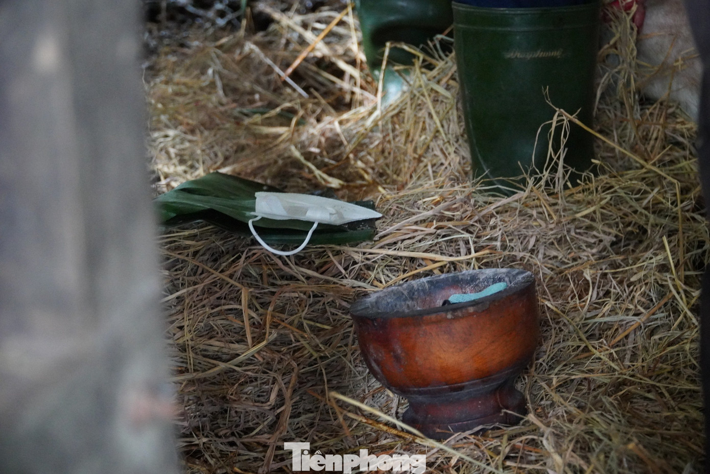 Khi cắt lộc nhung, họ sử dụng bột than và lá chuối được làm nóng trước để cột chúng vào phần đế hươu, nơi vừa cắt lấy nhung. Theo người dân, cách làm này để vết thương nơi cắt nhung nhanh lành và đảm bảo lộc nhung năm sau sẽ phát triển tốt.