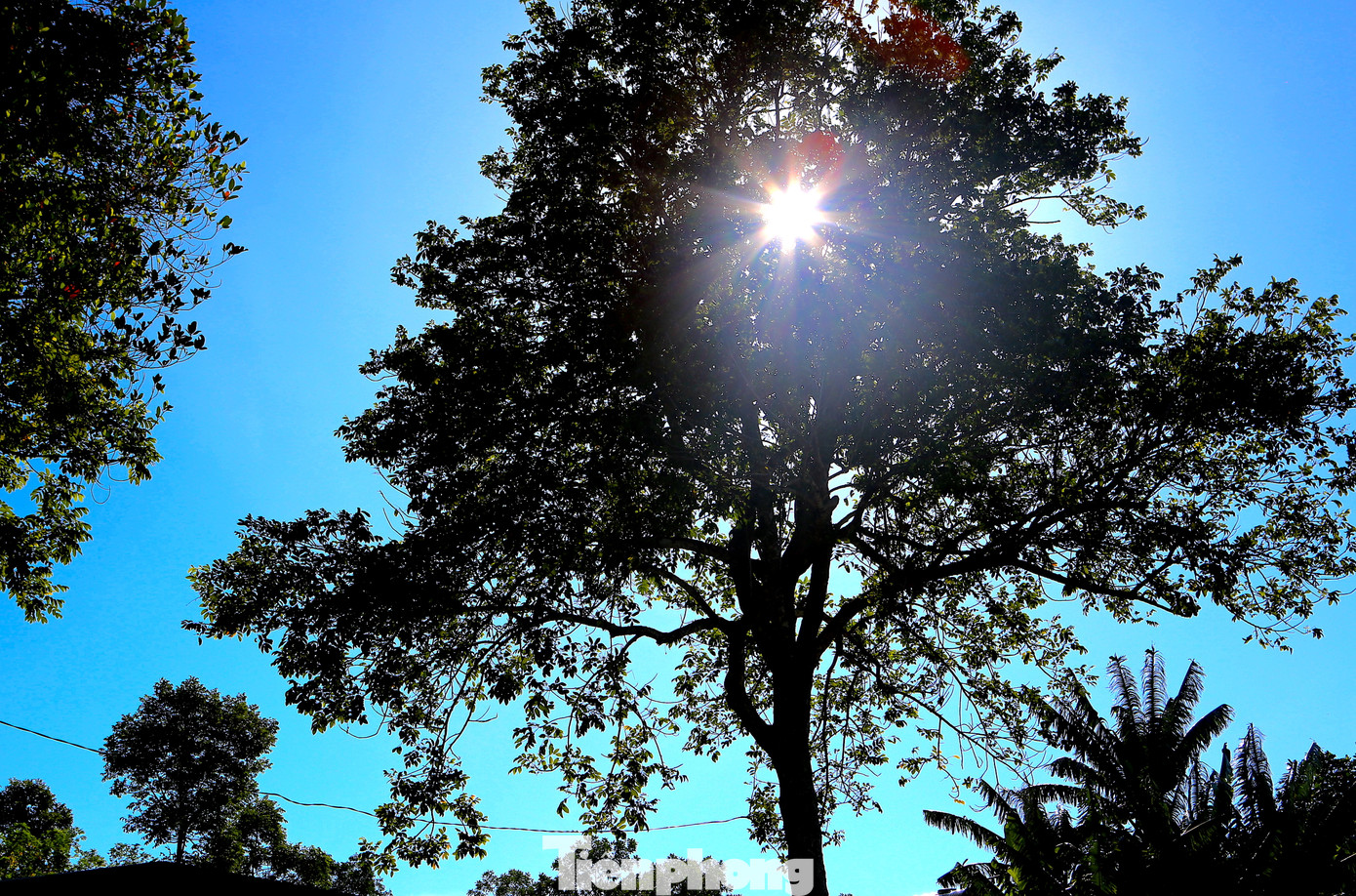 Trám được trồng ở các khu vực ngõ, vườn của người dân. Có những gốc tuổi đời hàng chục năm, thân cây hai người ôm không xuể. Để hái được quả trám, người dân phải trèo lên cao hàng chục mét.