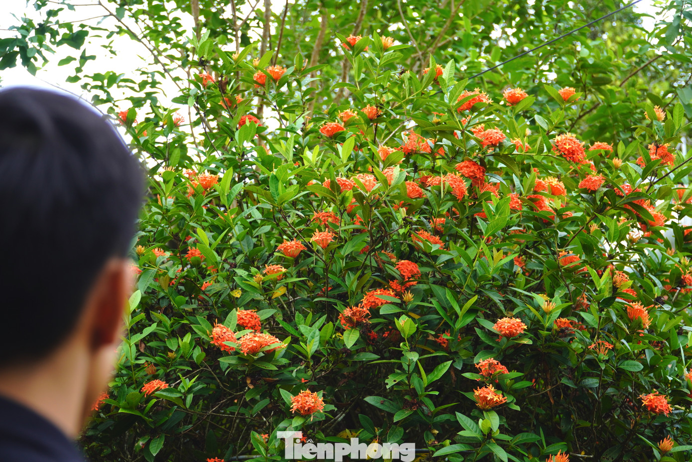 Nỗi đau liên tiếp giáng xuống trong thời gian ngắn khiến chàng trai suy sụp, bất lực trước số phận. Xác định về quê kiếm công việc làm thuê cho thu nhập khá rất khó, vì thế anh Nhật bắt đầu theo đuổi đam mê trồng hoa, cây cảnh.