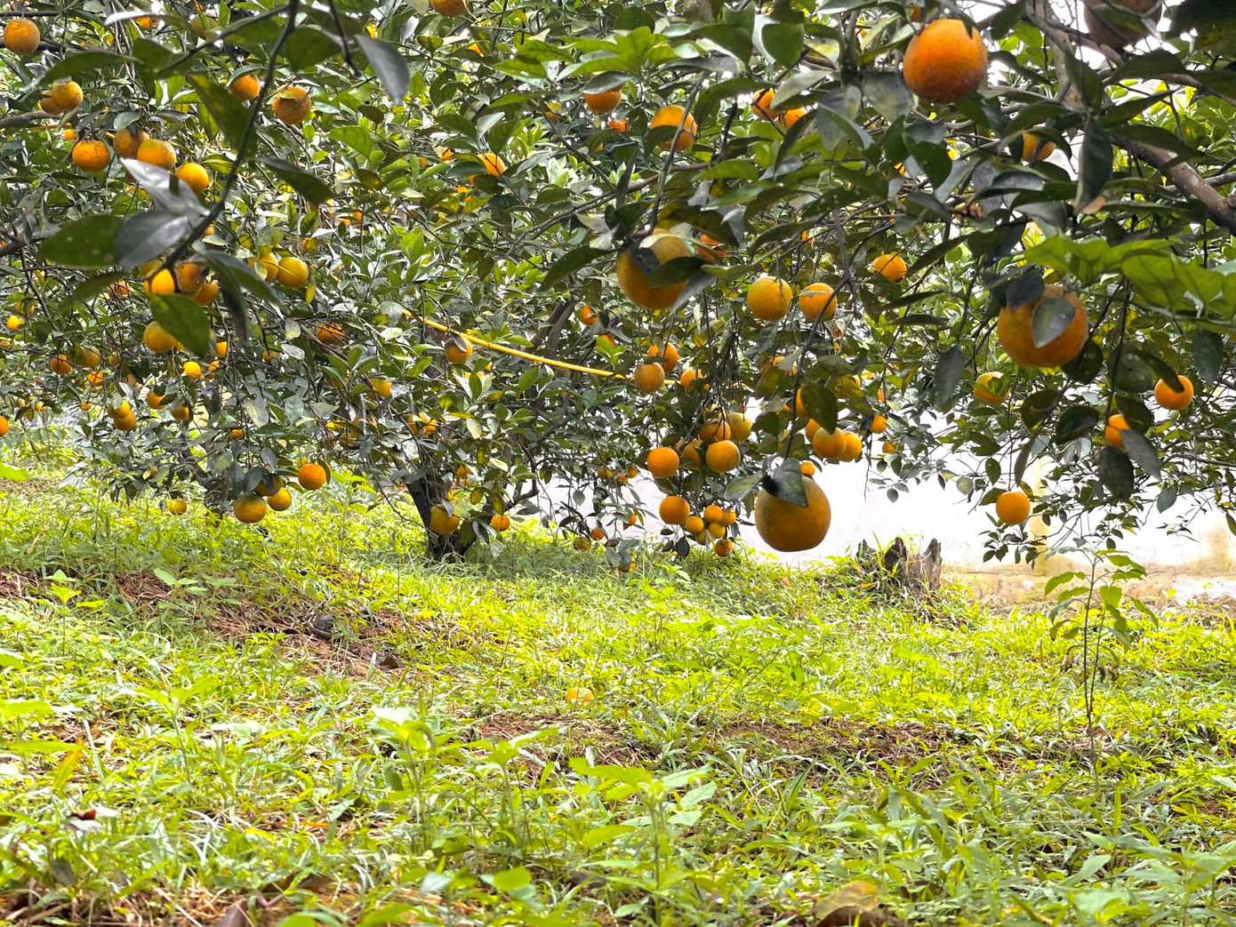 Cam giòn chỉ mới được trồng rải rác và chiếm diện tích rất nhỏ tại các vườn cam nhưng sau một mùa ra thị trường, những người sành ăn đã nhận diện được hương vị độc đáo của loại cam này. Cam giòn chỉ mới được trồng rải rác và chiếm diện tích rất nhỏ tại các vườn cam nhưng sau một mùa ra thị trường, những người sành ăn đã nhận diện được hương vị độc đáo của loại cam này.