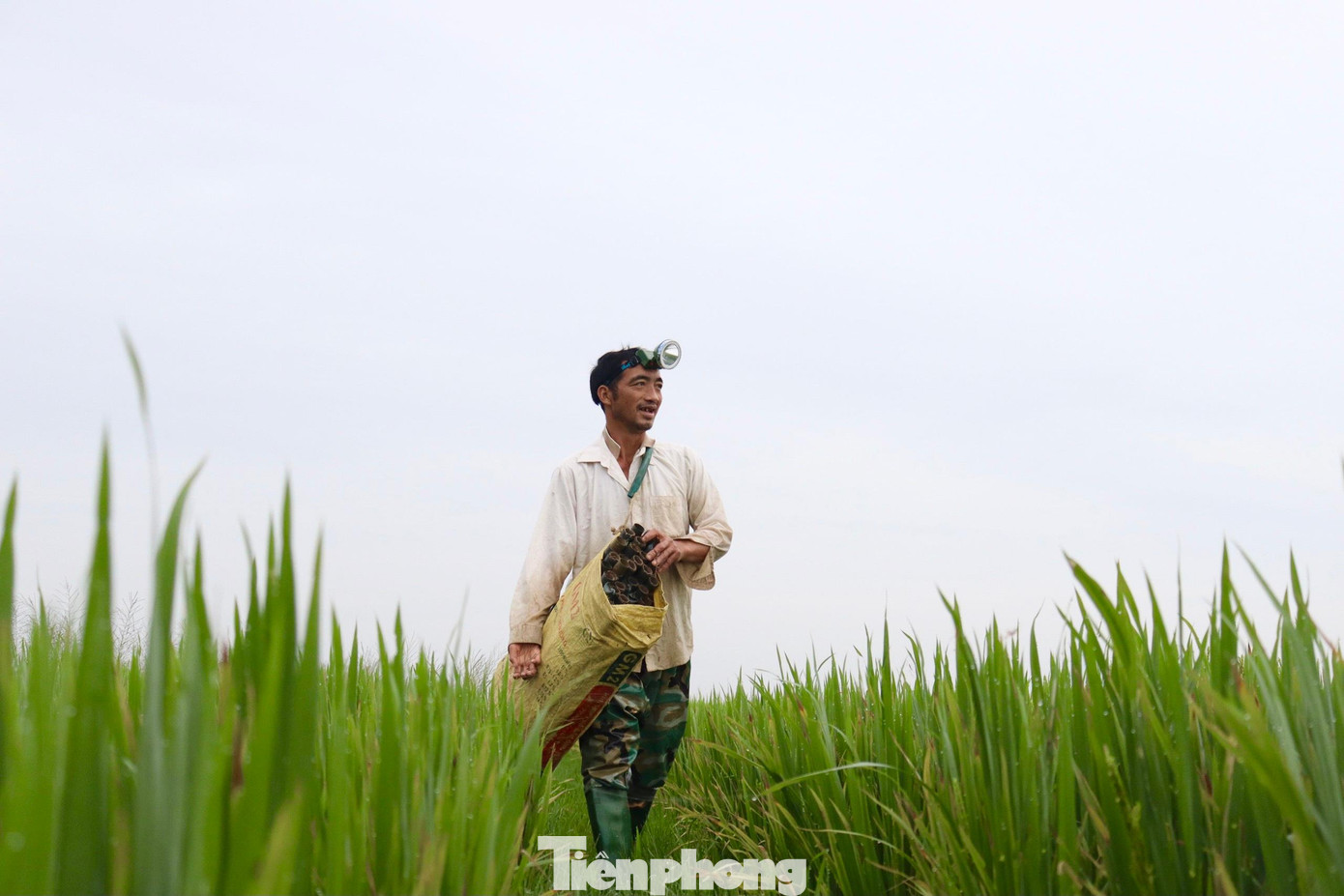 Thường ngày, vào 16h anh Phan Ngọc Đồng (42 tuổi, trú tại thôn Vĩnh Yên, xã Thạch Văn, huyện Thạch Hà, tỉnh Hà Tĩnh) cùng người trong thôn lại ra đồng thả trúm. Thường ngày, vào 16h anh Phan Ngọc Đồng (42 tuổi, trú tại thôn Vĩnh Yên, xã Thạch Văn, huyện Thạch Hà, tỉnh Hà Tĩnh) cùng người trong thôn lại ra đồng thả trúm.