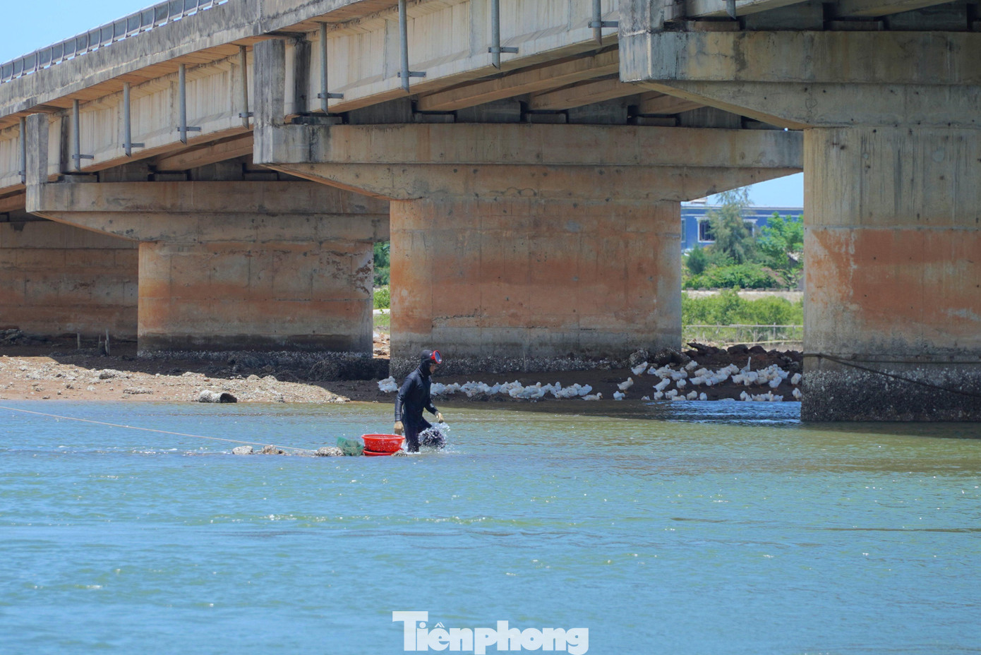 Vẹm đen ít thịt, là thực phẩm được đánh bắt làm thức ăn cho tôm hùm. Mỗi buổi đi săn vẹm, ngư dân có thể khai thác được gần 1 tấn vẹm, kiếm tiền triệu mỗi ngày.