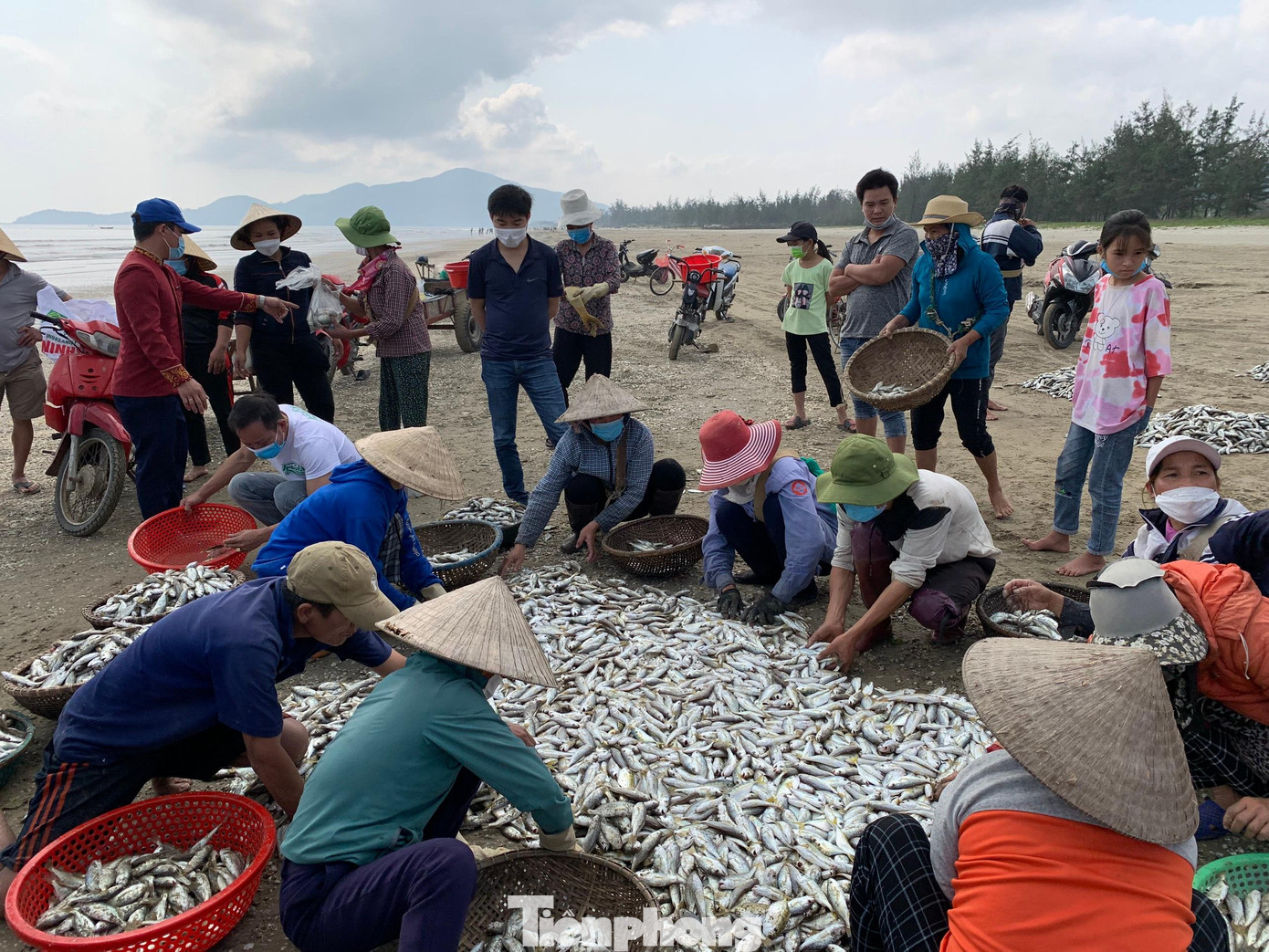 Ngư dân huyện Lộc Hà dùng lưới dài khoảng 200-400 mét để vây bắt cá gần bờ khoảng 1 hải lý. Mỗi lần bủa lưới có khoảng 12 ngư dân tham gia.