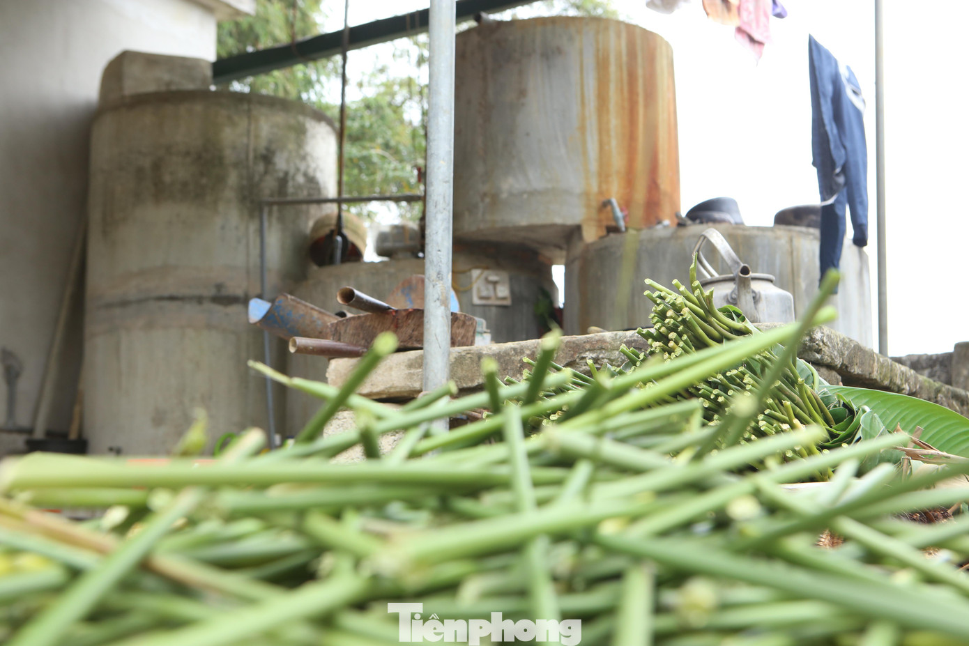 Lá dong sau khi thu hoạch được cắt gọn phần cuống.