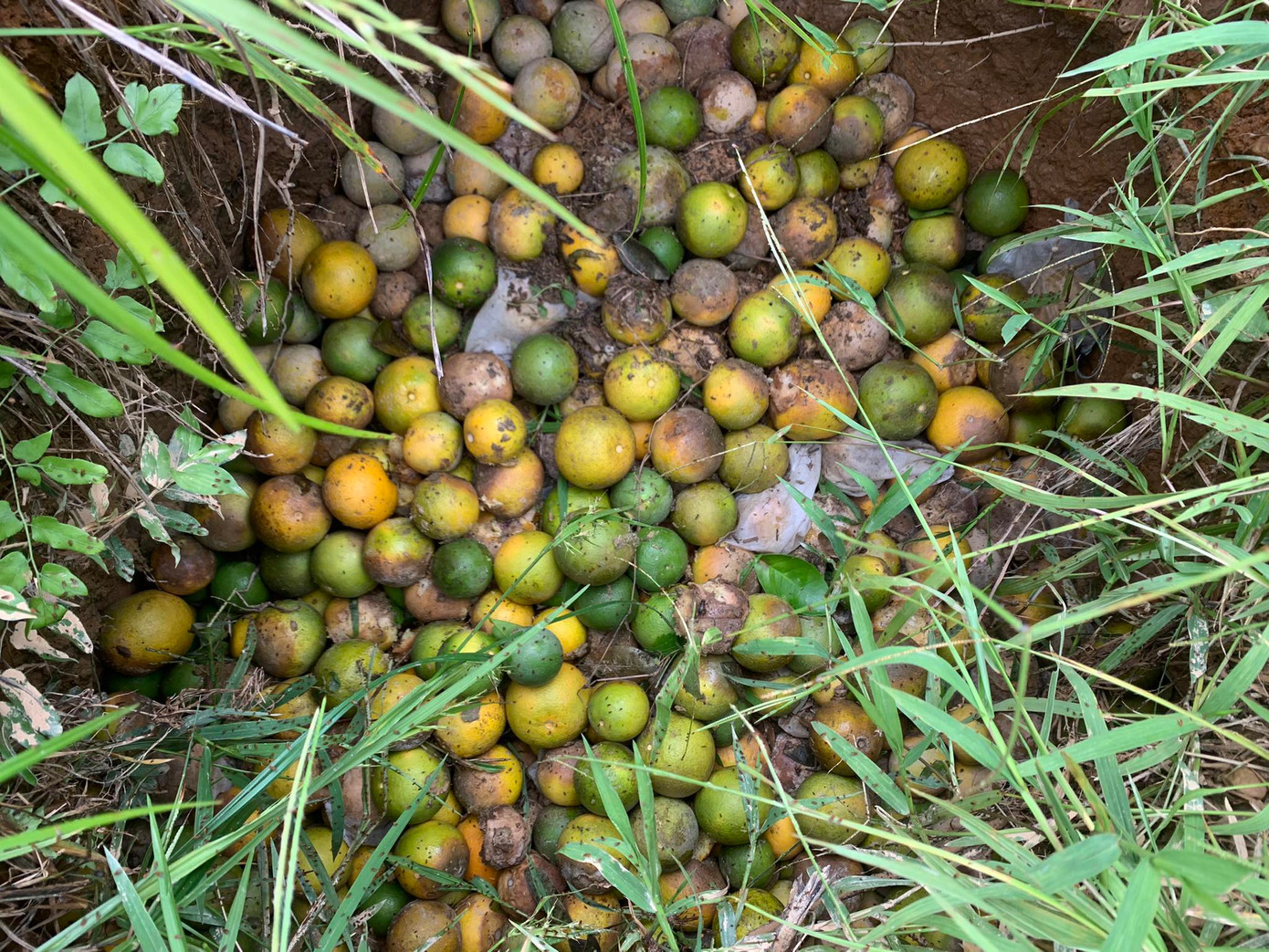 Người dân đào hố chôn cam rụng để tránh nấm bệnh lây lan.