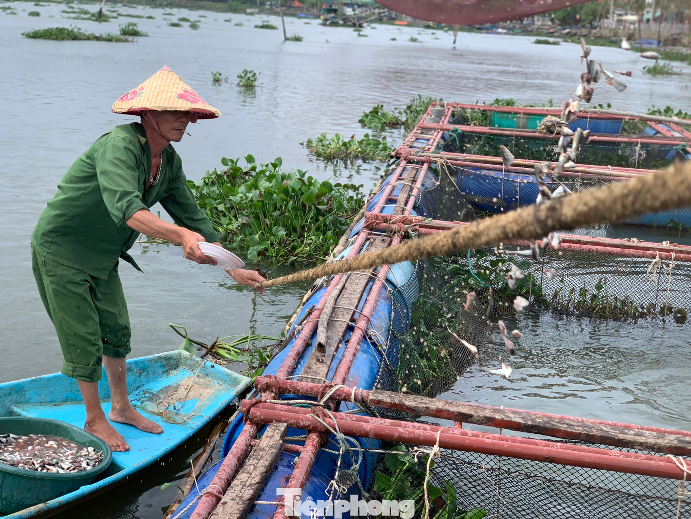“Chằng chéo, kéo lồng vào bờ, nhưng cũng chơi vơi lắm, không biết mưa bão sẽ như thế nào. Giờ nghe thông tin báo mưa lũ, chúng tôi kéo thuyền lên cao, lồng bè gia cố chắc chắn nhằm giảm thiểu thiệt hại về kinh tế. Như năm ngoái gia đình cũng mất trắng hàng trăm triệu đồng khi cá chết hàng loạt”, ông Minh nói.