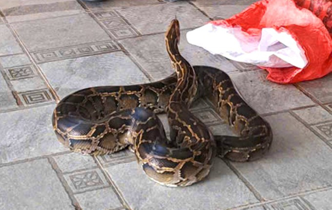 Con trăn nặng khoảng 7kg, dài gần 4m.