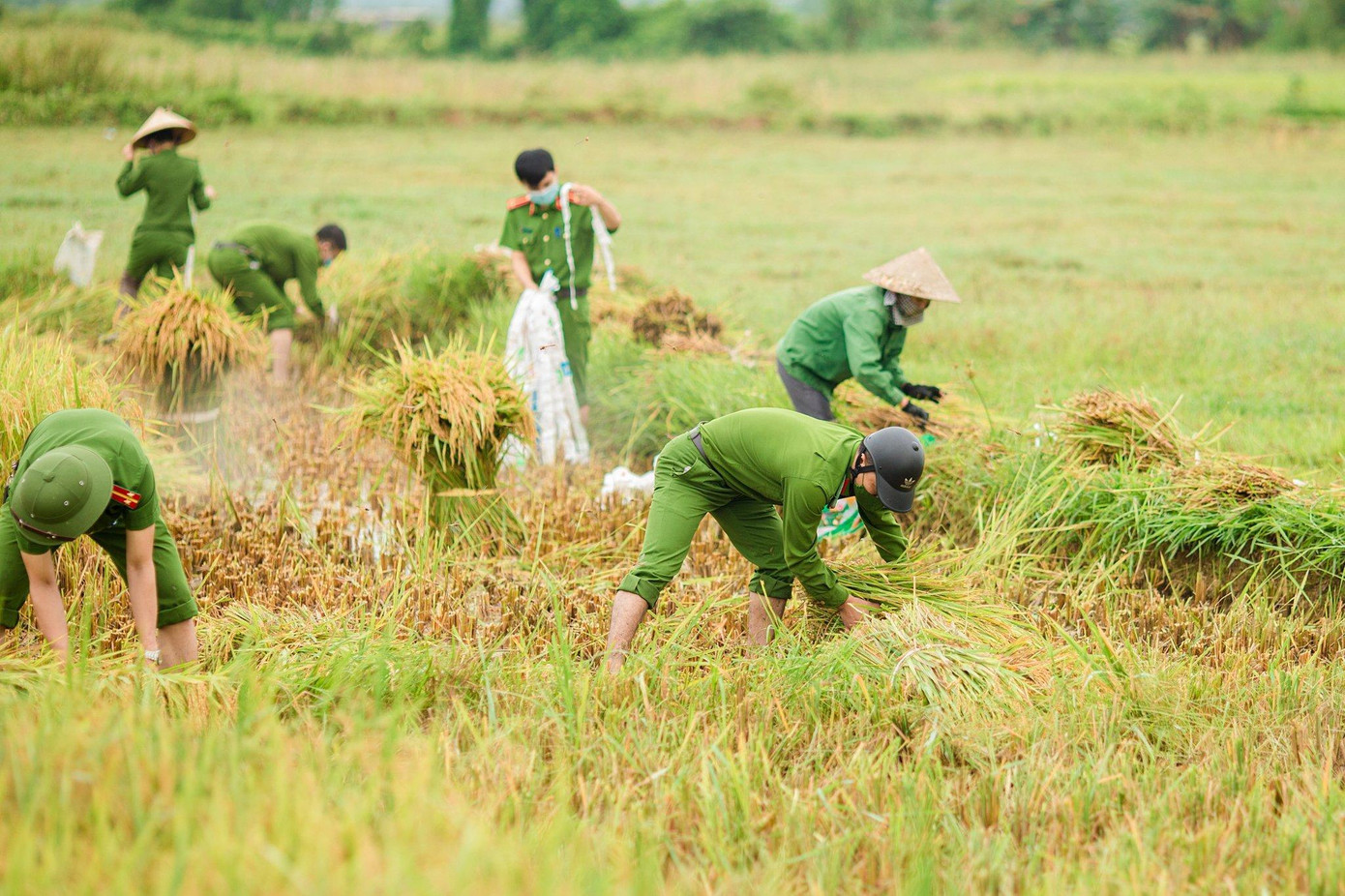 Ngoài việc gặt lúa, các lực lượng đoàn còn tuyên truyền người dân thu hoạch lúa hè thu với phương châm “xanh nhà hơn già đồng”.