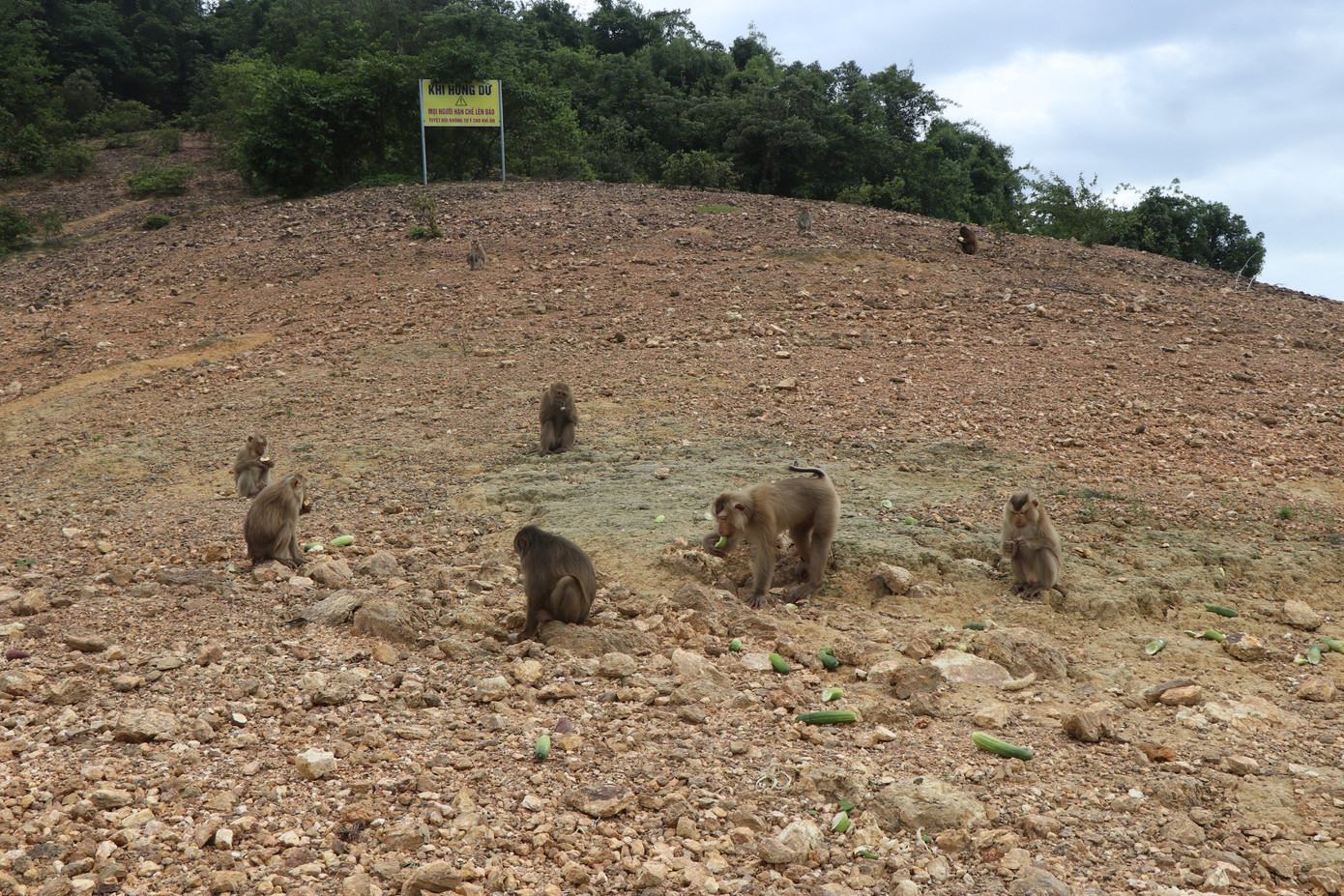 Đảo Cô Đơn nằm tách biệt, lọt thỏm giữa lòng hồ Ngàn Trươi, thuộc vườn Quốc gia Vũ Quang (huyện Vũ Quang, tỉnh Hà Tĩnh) hiện đang là nơi trú ngụ của 12 con khỉ thuộc loại nguy cấp, quý hiếm.
