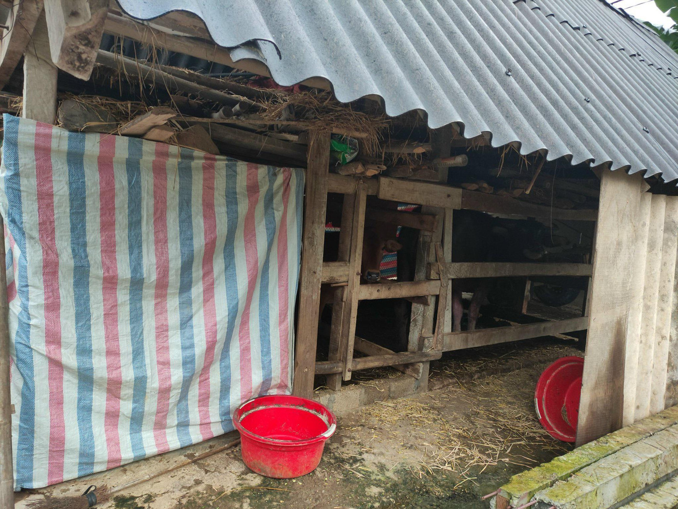 Tại Hà Tĩnh, nhiệt độ từ 9-11 độ C. Người dân miền núi cũng đã chủ động phòng chống rét cho gia súc. Trong ảnh người dân huyện Hương Sơn sử dụng bạt để chống gió lùa vào chuồng trâu khi nhiệt độ giảm sâu xuống dưới 10 độ C. Tại Hà Tĩnh, nhiệt độ từ 9-11 độ C. Người dân miền núi cũng đã chủ động phòng chống rét cho gia súc. Trong ảnh người dân huyện Hương Sơn sử dụng bạt để chống gió lùa vào chuồng trâu khi nhiệt độ giảm sâu xuống dưới 10 độ C.