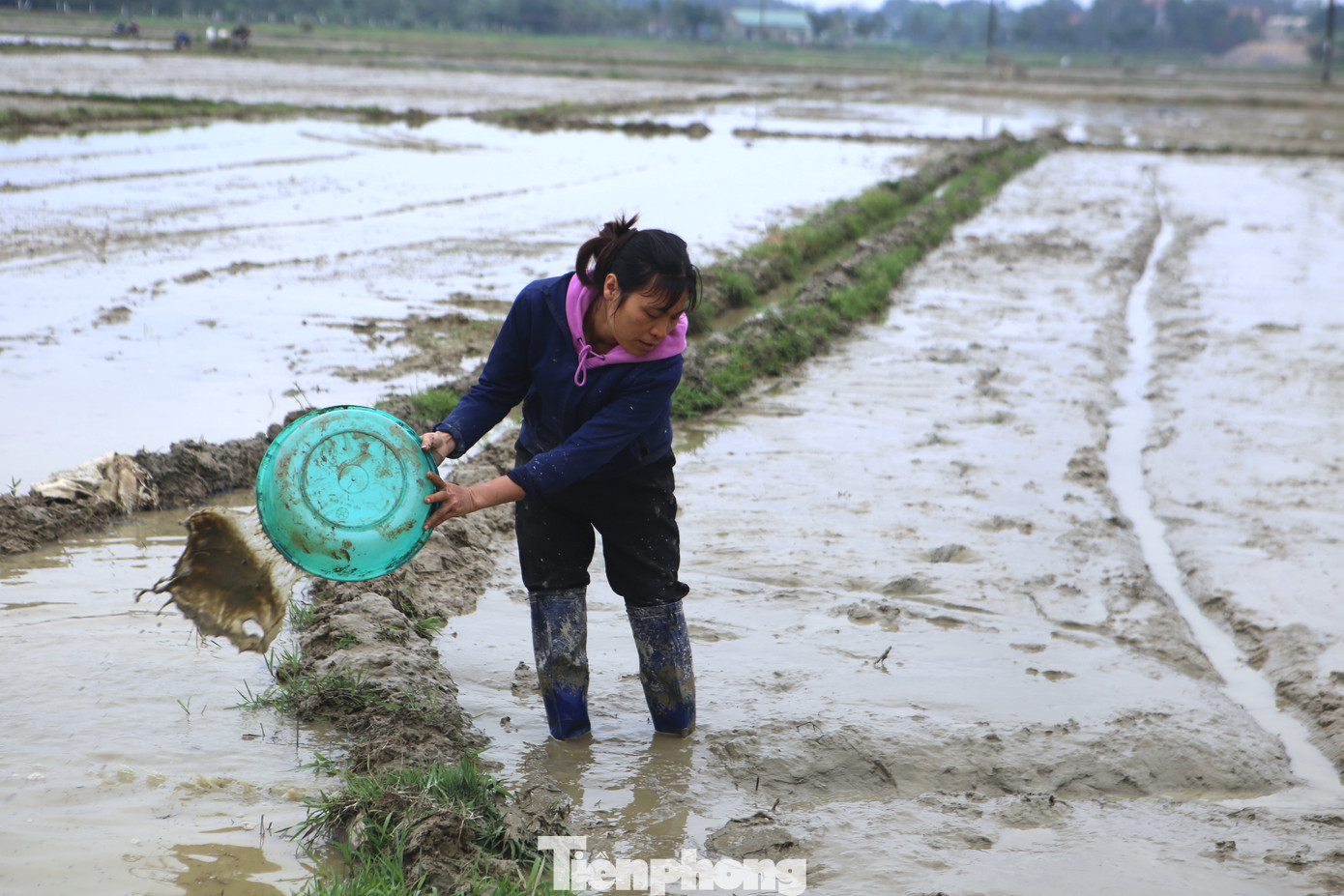 "Gia đình tôi làm 3 sào ruộng, tại vị trí này trũng nước nên sau khi làm xong đất, phải dùng chậu để múc nước đổ ra ngoài tránh bị thối giống. Nhiệt độ hôm nay xuống thấp, tay trần làm ruộng nên cóng, đỏ ửng. Dù lạnh nhưng vẫn phải làm vì cận kề Tết rồi", chị Nguyễn Thị Hồng (trú xã Sơn Trung) cho hay. "Gia đình tôi làm 3 sào ruộng, tại vị trí này trũng nước nên sau khi làm xong đất, phải dùng chậu để múc nước đổ ra ngoài tránh bị thối giống. Nhiệt độ hôm nay xuống thấp, tay trần làm ruộng nên cóng, đỏ ửng. Dù lạnh nhưng vẫn phải làm vì cận kề Tết rồi", chị Nguyễn Thị Hồng (trú xã Sơn Trung) cho hay.