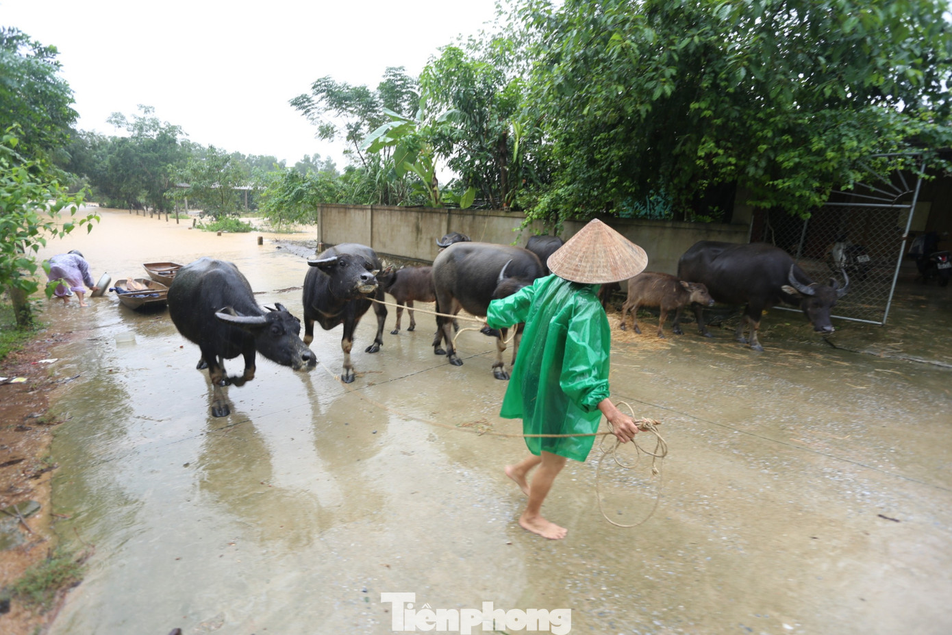 Bà Nguyễn Thị Hảo (53 tuổi, trú ở xã Hà Linh) cho biết mưa lớn gây ngập nhà hai ngày qua. Lo sợ mưa lũ tiếp tục lên nhanh, bà phải dọn đồ đạc đưa lên cao. Gà, vịt được bà nhốt vào chuồng rồi đưa lên khu vực chuồng trâu, bò để tránh nước lũ.