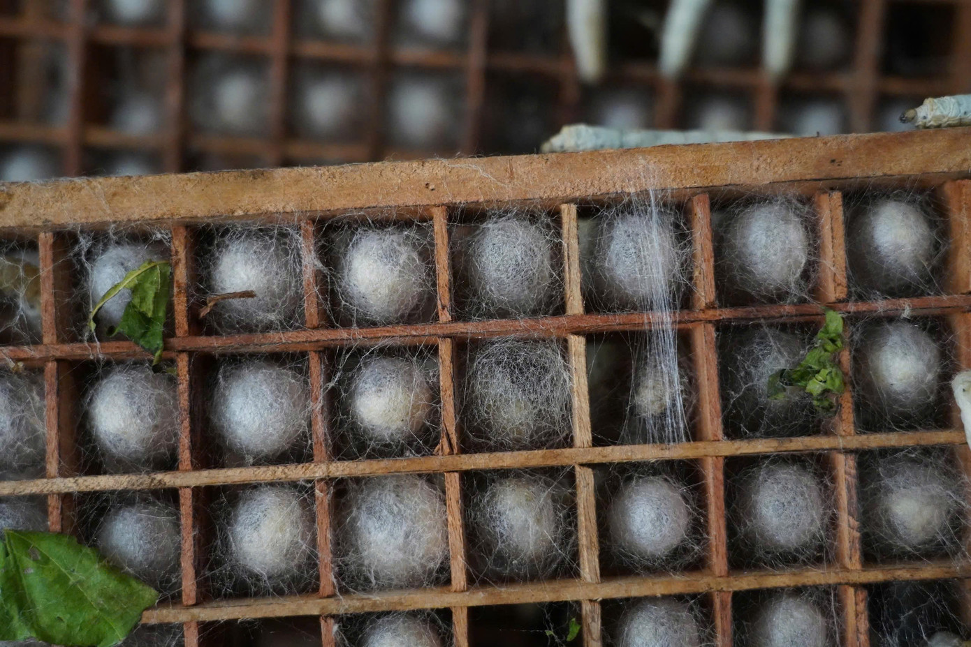 Hiện mô hình của anh Cường đang có 120 "né" tằm. Mỗi hộp tằm con nặng 100g, sau khoảng 15 ngày chăm sóc sẽ tiêu thụ hết khoảng 800kg lá dâu và cho thu hoạch 45-50kg kén.