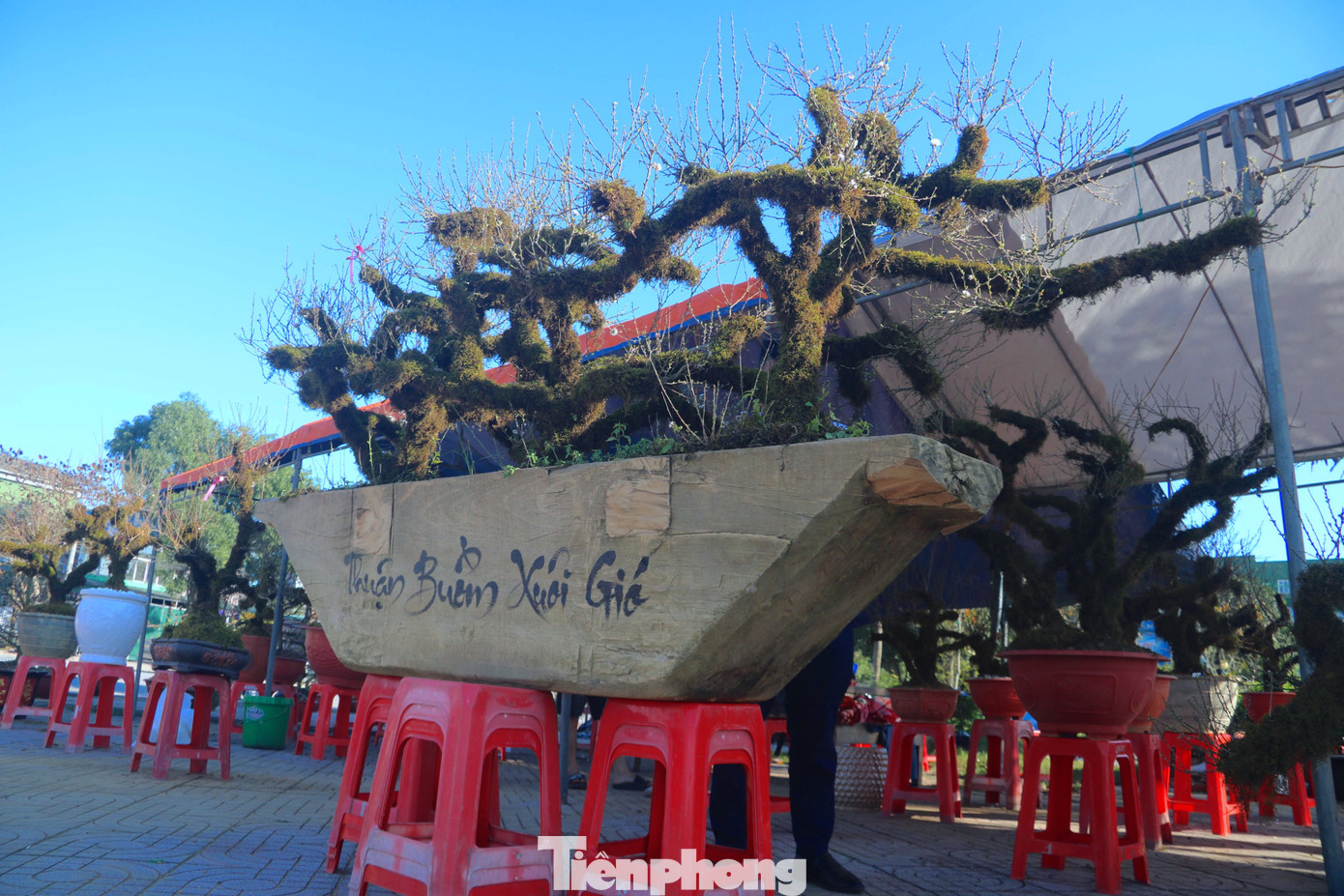 Trong số gần 50 gốc nhất chi mai trưng bày, năm nay chậu thuyền gỗ được trồng 3 gốc nhất chi mai trở nên độc đáo, thu hút người đến chiêm ngưỡng. Những gốc nhất chi mai với các dáng thác đổ, được uốn, tạc phỏng theo những cây mọc trên sườn núi dốc đứng ngả về một bên.