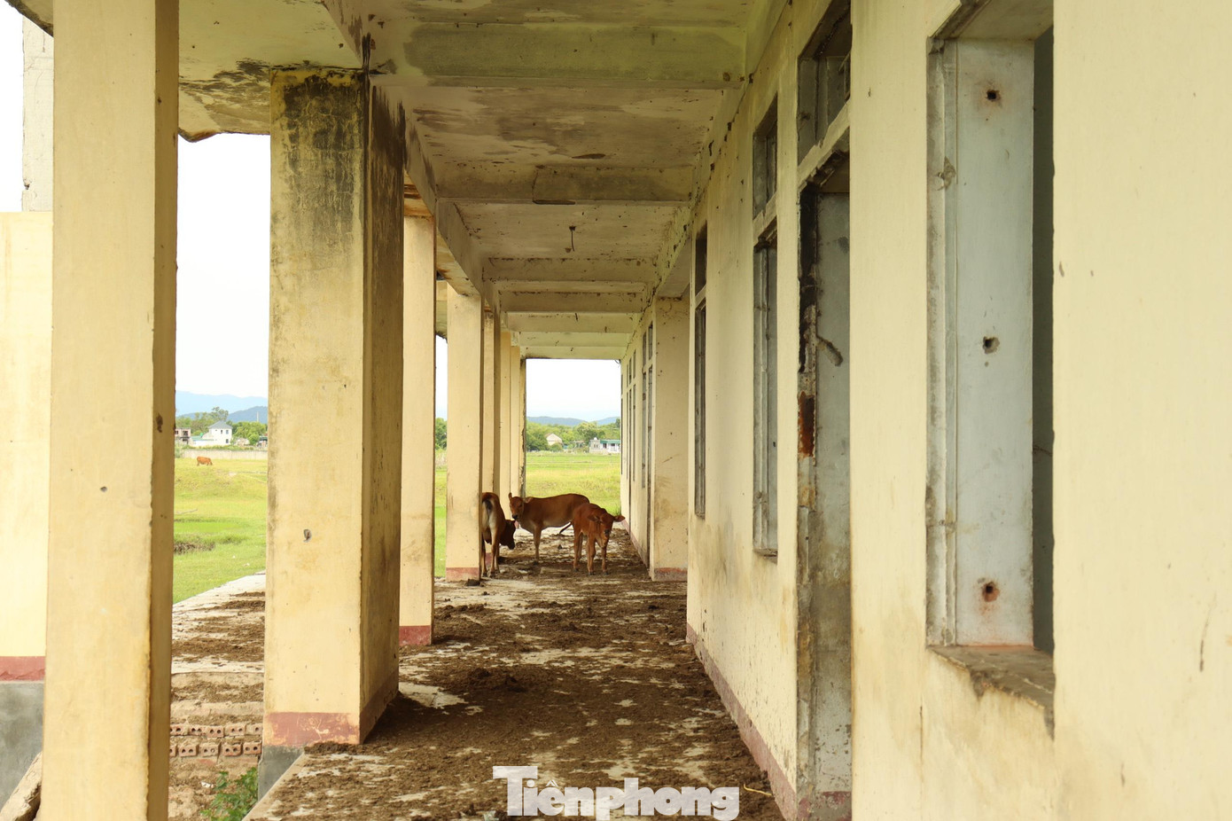 “Do thiếu học sinh nên trường bị bỏ hoang như thế cũng gần chục năm nay. Thấy không ai trông nom nên người dân quanh đây thường đưa trâu bò vào tránh mưa, tránh nắng”, bà Thân Thị Định (trú xã Việt Tiến) cho hay.