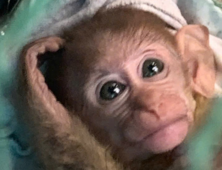 Cá thể khỉ vàng được bàn giao thả về môi trường tự nhiên.