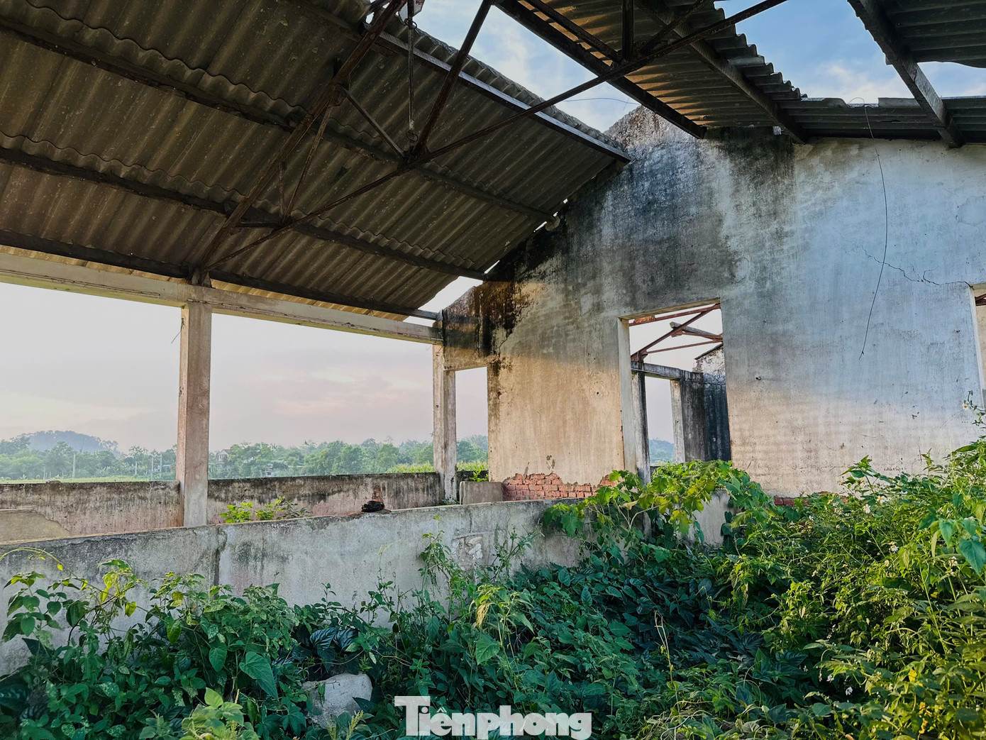 Cỏ dại mọc um tùm bên trong khuôn viên trạm.