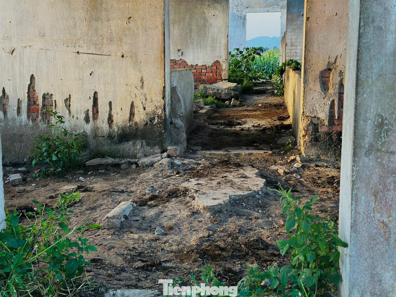 Xung quanh khuôn viên trạm, cỏ dại mọc um tùm, nước ứ đọng, phân gia súc vương vãi khắp nơi, bốc mùi hôi thối, gây ảnh hưởng cảnh quan và ô nhiễm môi trường.