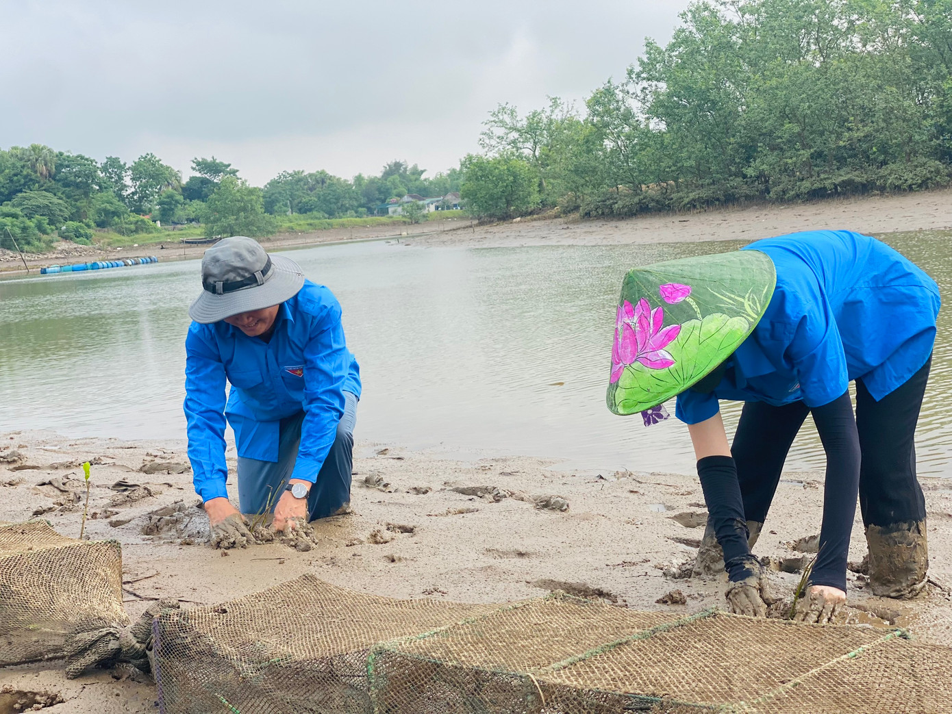 Thanh niên lội bùn phủ xanh khu bãi bồi ven sông.