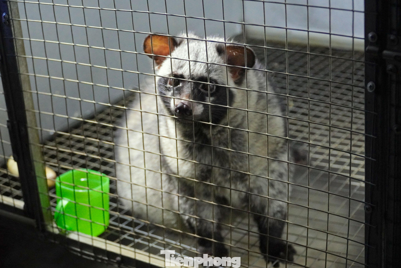 Từ 4 cặp chồn giống phát triển tốt, anh Sáng đã mở rộng chuồng trại, hiện toàn bộ chuồng trại có hơn 40 con chồn cá thể bố mẹ.