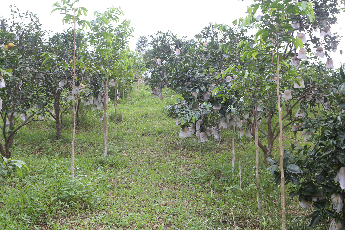 Người dân trồng cam sử dụng túi để bọc từng quả để tránh sâu, bướm phá hoại. Cách làm này vừa giảm được chi phí đầu tư lại mang hiệu quả cao khi cam đạt chất lượng cũng như mẫu mã đẹp. Trong ảnh: Cam được trồng xen kẽ giữa cây dó trầm để mục đích làm mới đất.