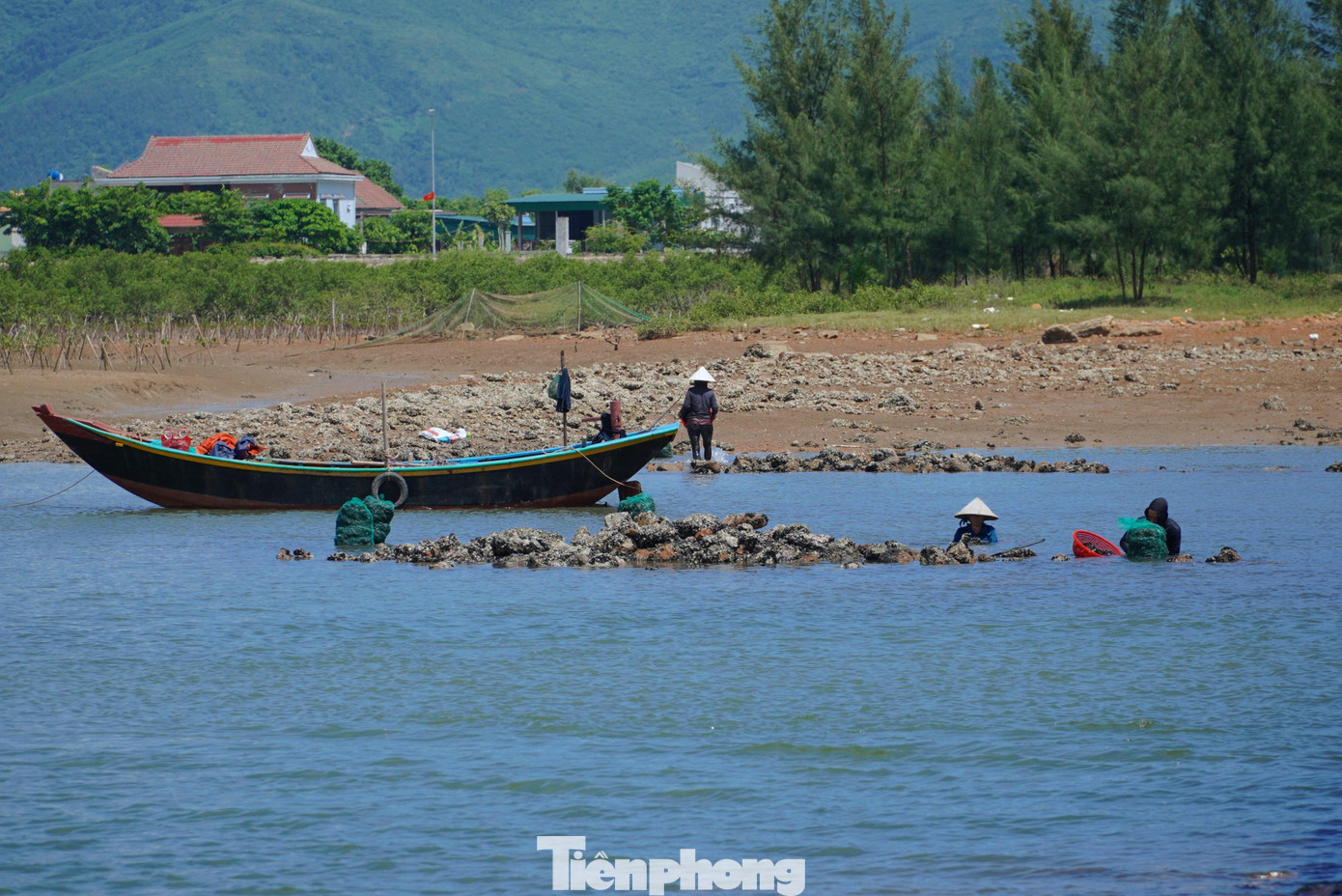 Những năm gần đây, nghề bắt vẹm đen làm thức ăn cho tôm hùm được nhiều người dân ở thị xã Kỳ Anh săn đón. Dưới khu vực chân cầu Kỳ Ninh, nơi bắc qua sông Vịnh nối từ xã Kỳ Hà đến xã Kỳ Ninh là địa điểm nhiều lui tới để bắt vẹm đen.