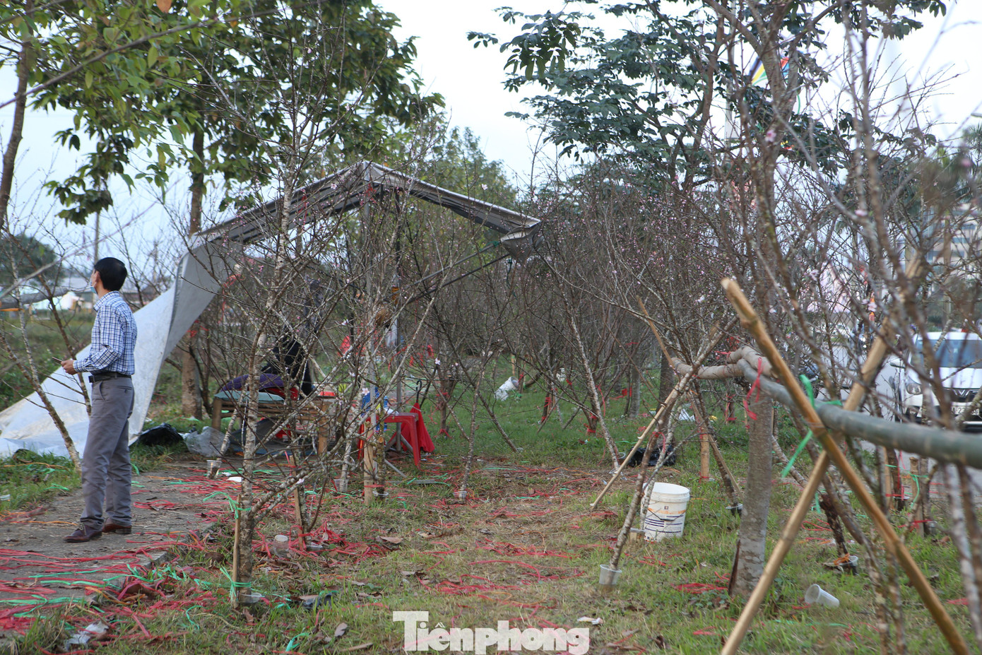 Năm nay do dịch nên sức tiêu thụ kém, mặc dù giá đào, hoa mai giảm 200-300 ngàn đồng/gốc nhưng vẫn ít khách, người kinh doanh hoa đang trong tình trạng ngồi “ngóng” khách đến xem hàng.