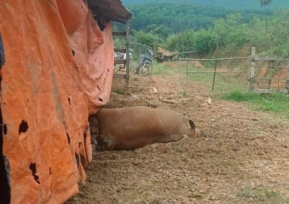 Đàn bò 6 con của gia đình anh Hùng chết bất thường.