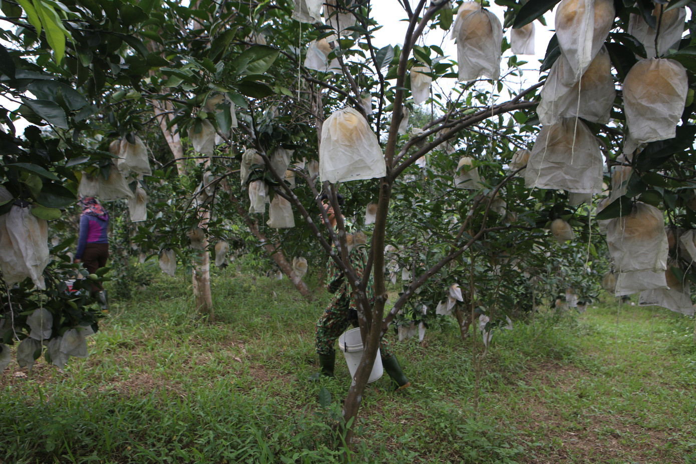 Theo người dân, cam được trồng từ 4-5 năm mới cho quả. Thống kê toàn xã Hương Đô hiện có trên 300 hộ trồng cam. Trong đó nhiều hộ có diện tích lên đến gần 100 ha, cho thu nhập khoảng 4-5 tỷ đồng/năm.