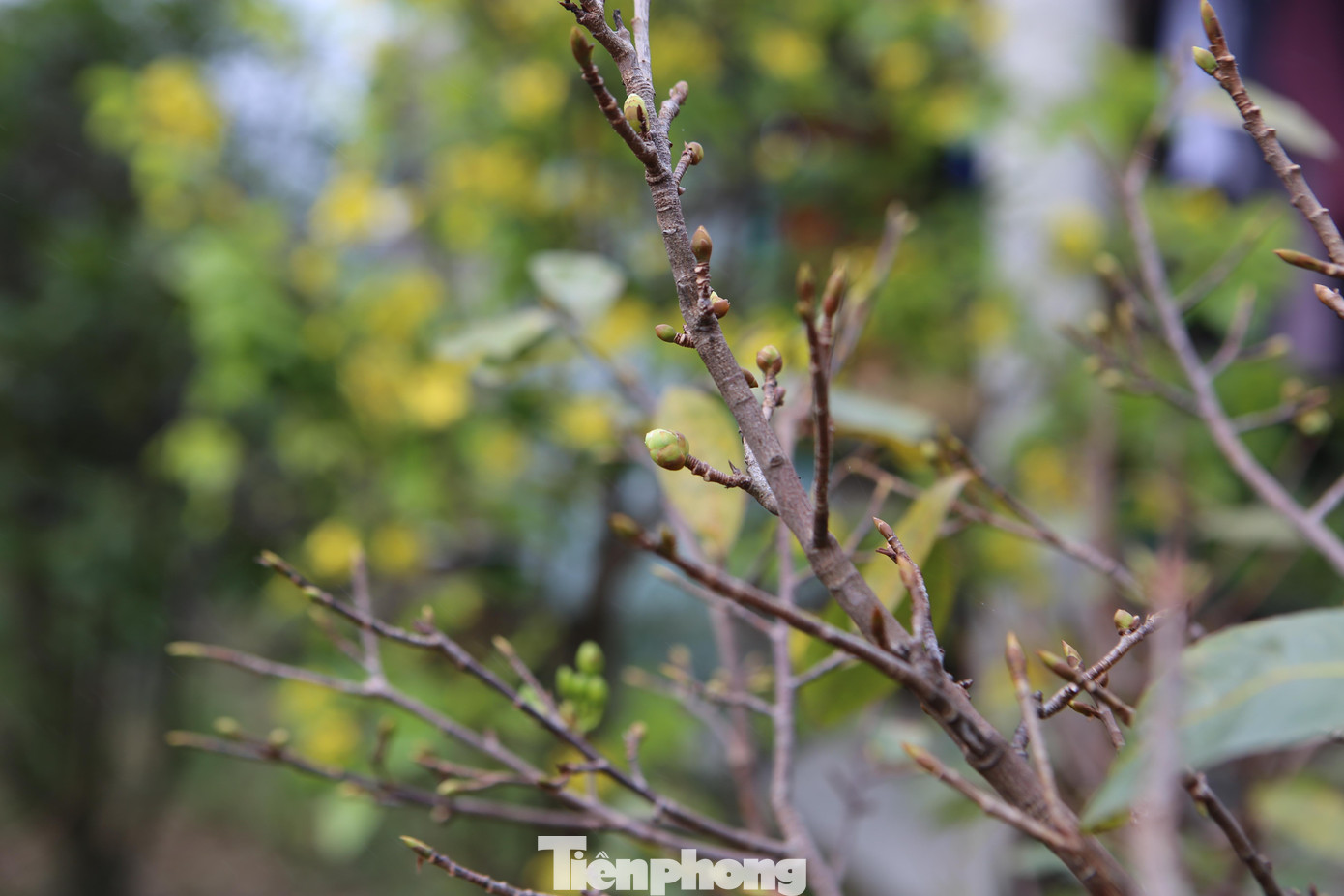 Nhiều gốc lá đã rụng và chớm nở bông, người dân sử dụng nhiều cách để kìm hãm hoa nở nhưng cũng không khả thi.