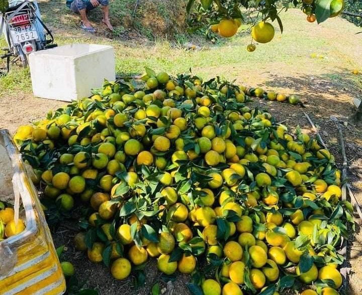 Những vườn cam Xã Đoài, cam chanh đang tất bật “đếm quả, tính tiền”