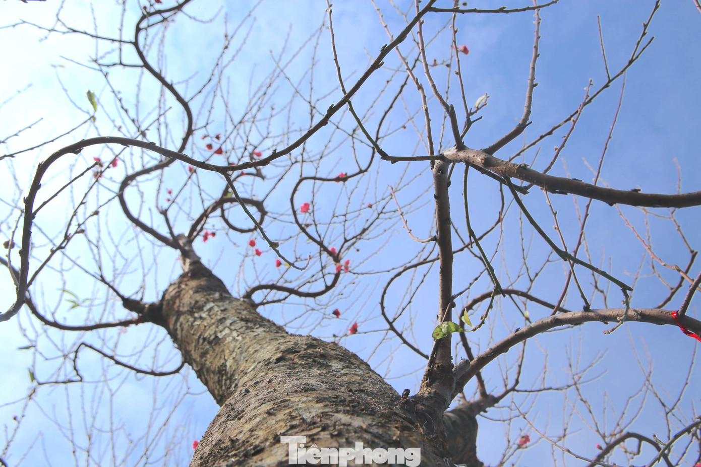 Các gốc đào ở đây được thương lái cho biết đều có tuổi đời hàng chục năm tuổi. Quá trình để vận chuyển về bán tại thành phố Hà Tĩnh cũng gặp không ít khó khăn.