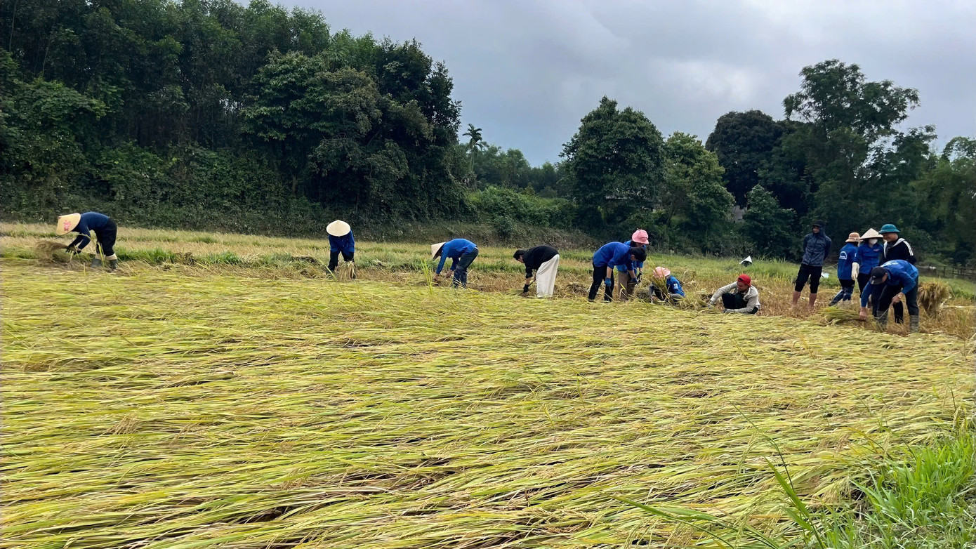 Tại nhiều địa phương ở Hà Tĩnh, sau đợt mưa lũ vào cuối tháng 5 khiến nhiều diện tích lúa chín vàng bị đổ rạp khiến việc thu hoạch trở nên khó khăn. Trước tình hình này, tuổi trẻ Hà Tĩnh đã huy động lực lượng thanh niên tại chỗ và các đơn vị đoàn hỗ trợ người dân thu hoạch những diện tích lúa đổ rạp sau mưa lũ.