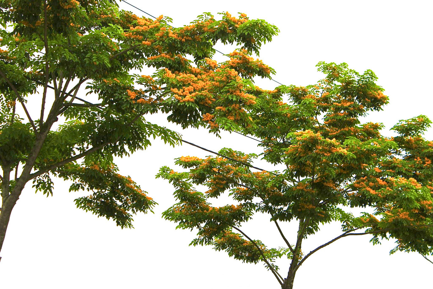 Hoa nở đan xen nhau tỏa bóng thơm ngát trên khắp những con đường giữa lòng Thành Sen.