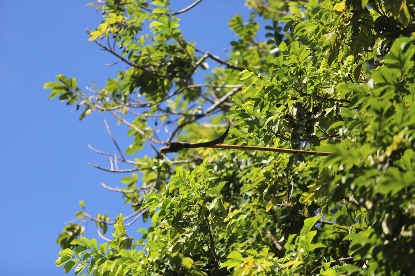 Quả trám mọc ở những cành nhỏ, vì thế người dân phải cột chặt liềm vào sào tre để hái.