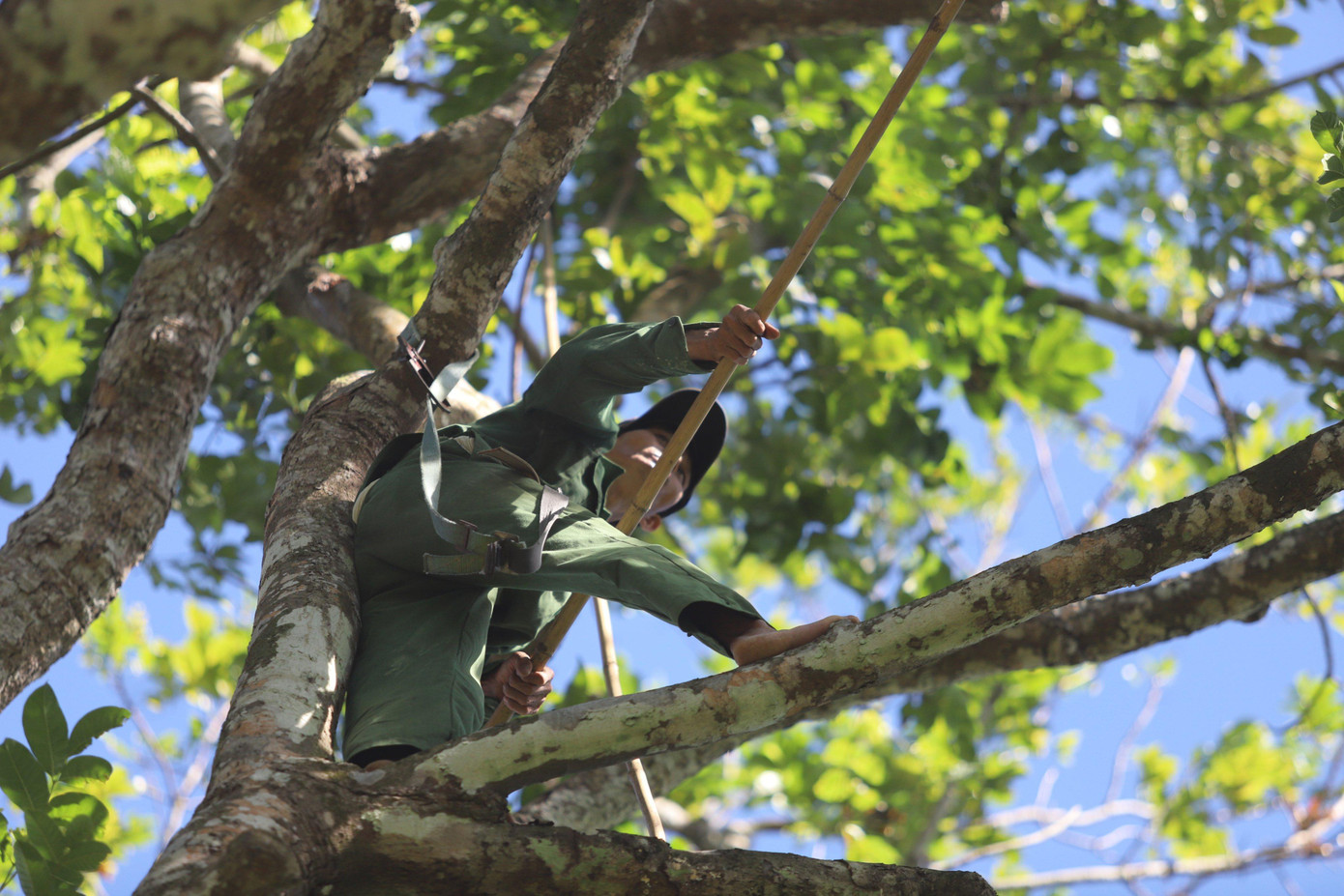 Ông An cho hay, để hái trám cần phải có kỹ thuật, trang bị đồ bảo hộ, dây đeo thắt lưng đề phòng rủi ro. Khi trèo lên được trên cây, phải sử dụng sào tre dài chừng 10 mét, gắn thêm chiếc liềm để hái quả. Bởi cây trám đa phần toàn cây cổ thụ, thân cây to, trái mọc nhiều ở các cành cây nhỏ nên rất khó để hái.