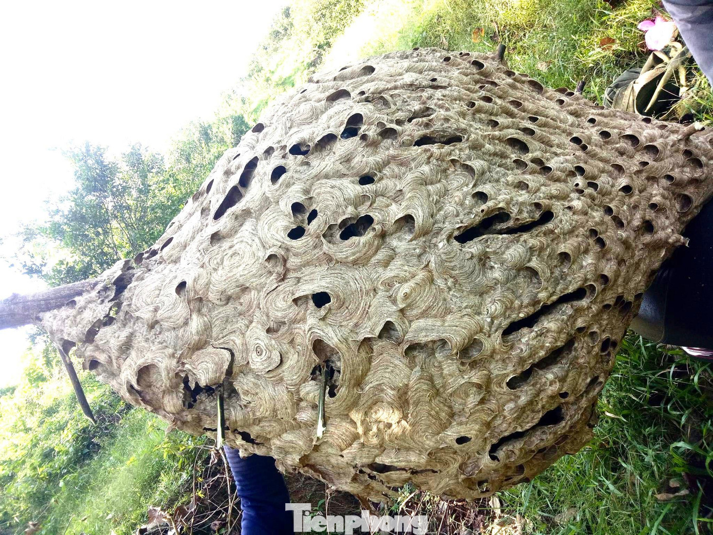 Qua kiểm tra, tổ ong có 16 tầng, dài 1,3m, nặng khoảng 21kg, đường kính vị trí lớn nhất đo được là 240cm. Qua kiểm tra, tổ ong có 16 tầng, dài 1,3m, nặng khoảng 21kg, đường kính vị trí lớn nhất đo được là 240cm.