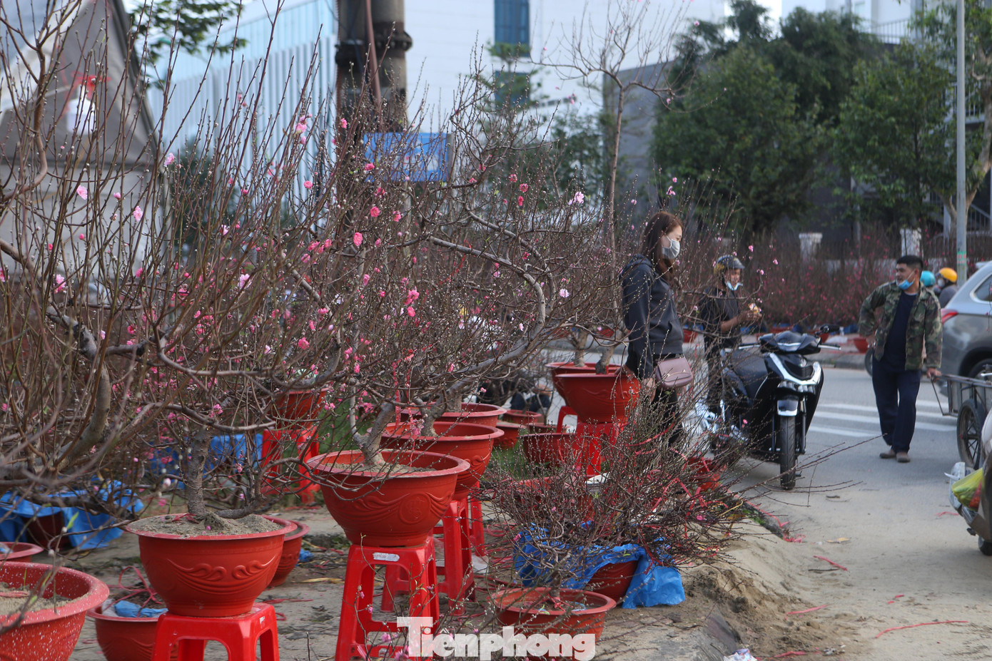 Không chỉ lo ngại về sức mua, nhiều người còn “đứng ngồi không yên” vì thời tiết nắng ấm kéo dài, hàng loạt gốc hoa đào, hoa mai đã nở bung và sắp tàn.