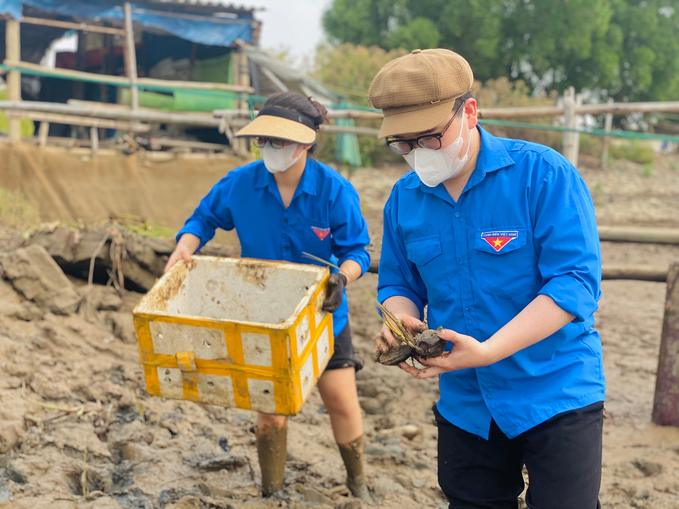 Cây dừa nước được lực lượng thanh niên trồng tại vùng Vực Mướp phía bãi ven sông Rào Cái.