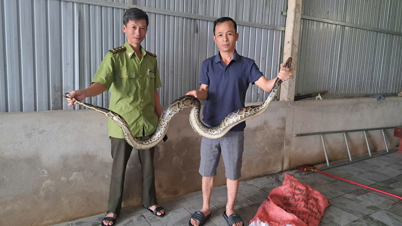 Cá thể trăn được người dân giao nộp.